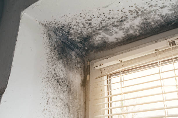 Affordable Commercial Mold Remediation solutions in Rawlings, VA
