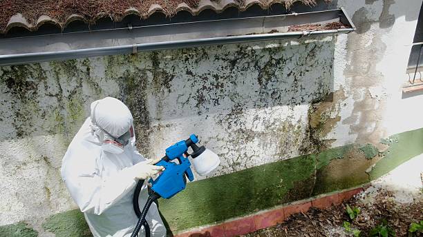 Top rated local Commercial Mold Remediation specialists in Rawlings, VA